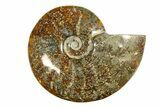 Polished Ammonite (Cleoniceras) Fossil - Madagascar #283417-1